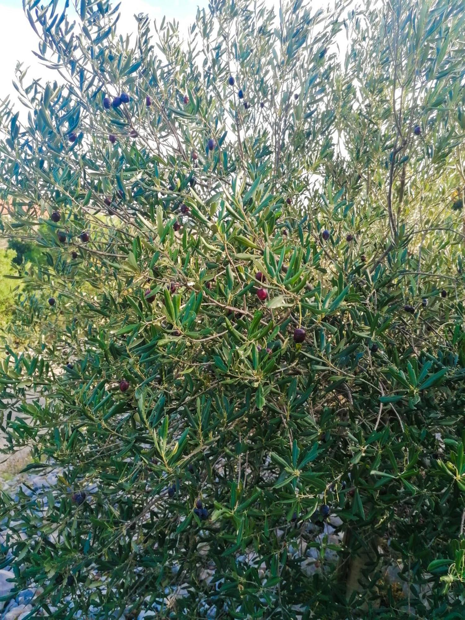 Vila Dolani Klek Dış mekan fotoğraf