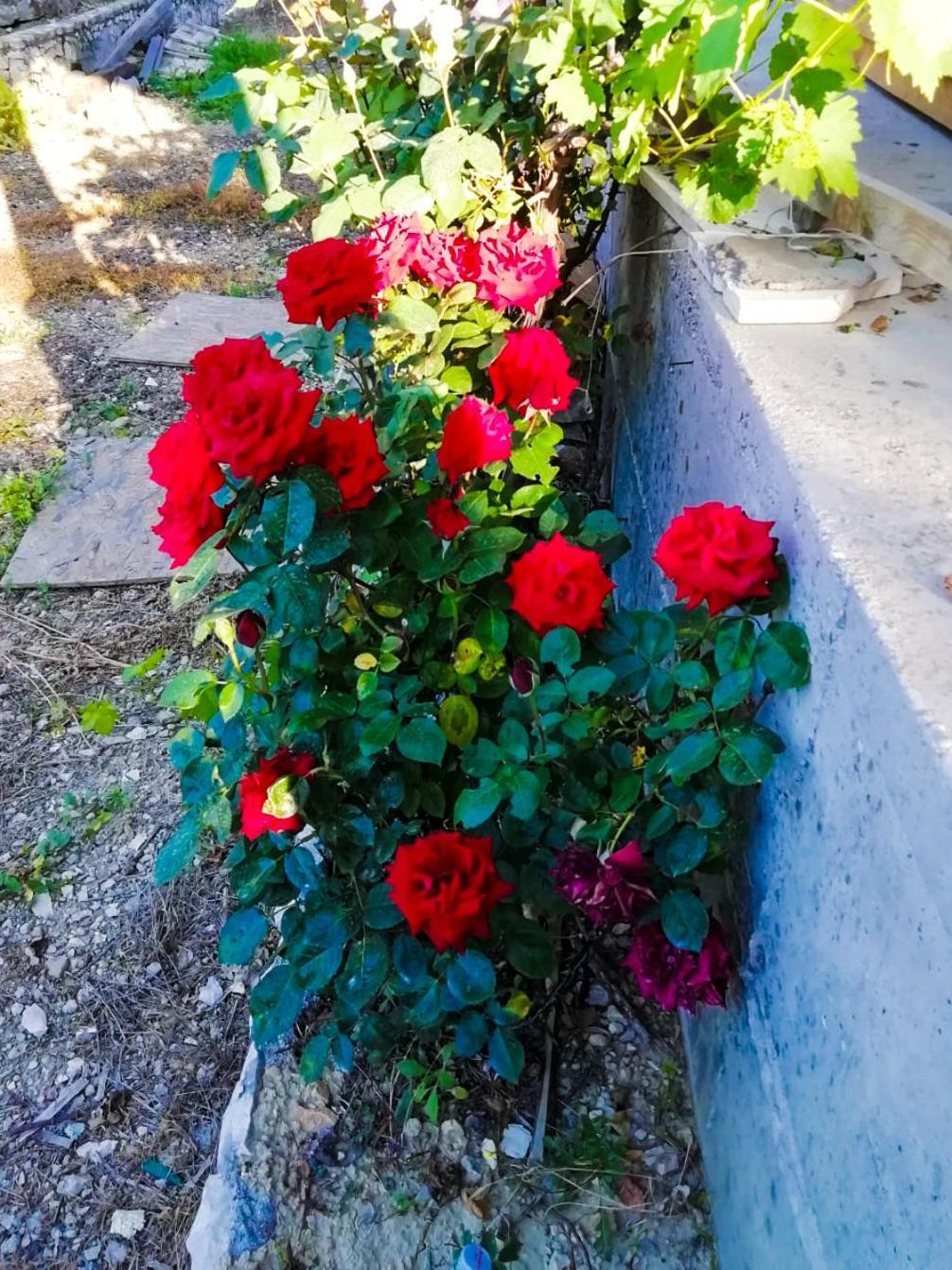 Vila Dolani Klek Oda fotoğraf